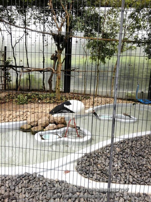 行船公園 動物園 江戸川区自然動物園 コウノトリ