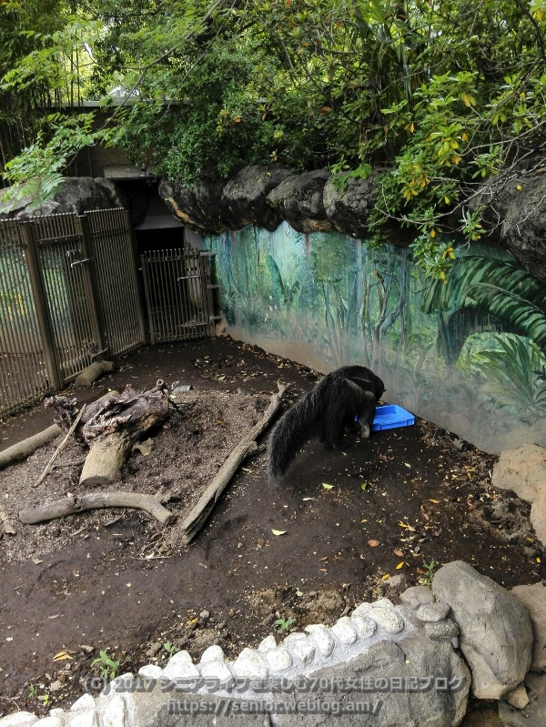 行船公園 動物園 江戸川区自然動物園 オオアリクイ