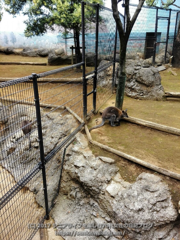 行船公園 動物園 江戸川区自然動物園 ワラビー
