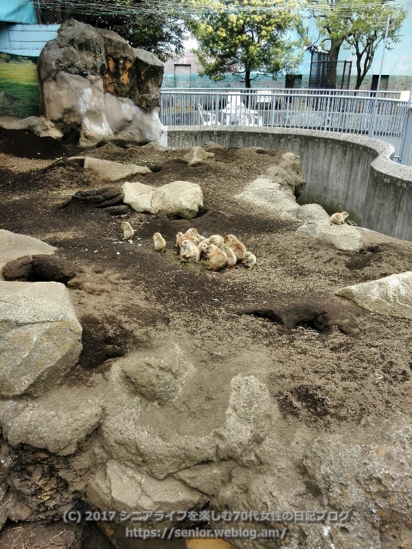 行船公園 動物園 江戸川区自然動物園 プレーリードッグ
