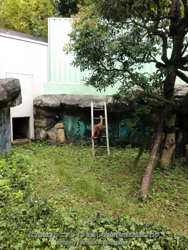 行船公園 動物園 江戸川区自然動物園 レッサーパンダ